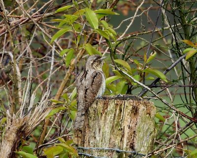Draaihals - Eurasian Wryneck