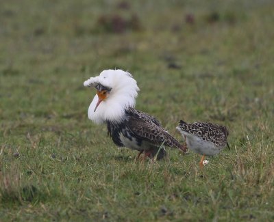 Kemphaan - Ruff