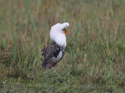 Kemphaan - Ruff