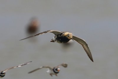 Kemphaan - Ruff