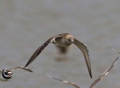 Kemphaan - Ruff