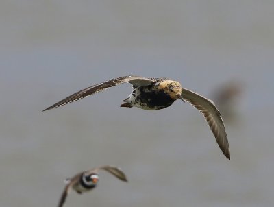 Kemphaan - Ruff