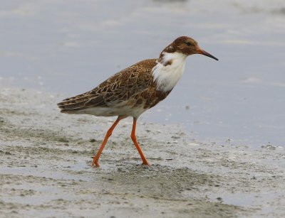 Kemphaan - Ruff