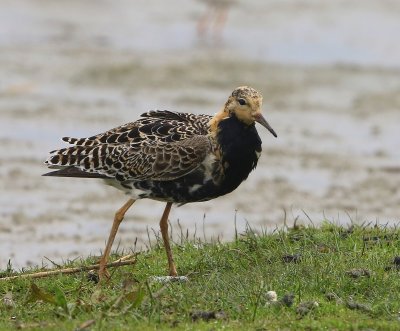 Kemphaan - Ruff