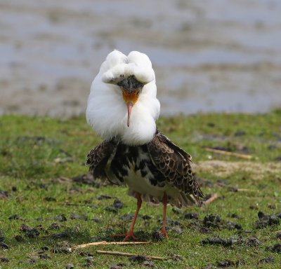 Kemphaan - Ruff