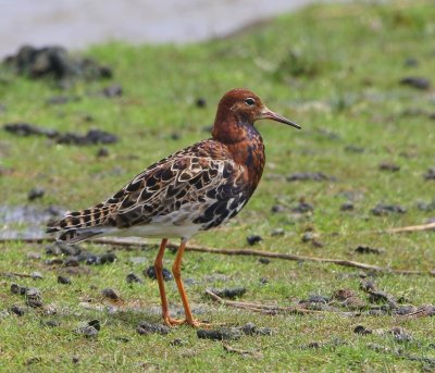 Kemphaan - Ruff