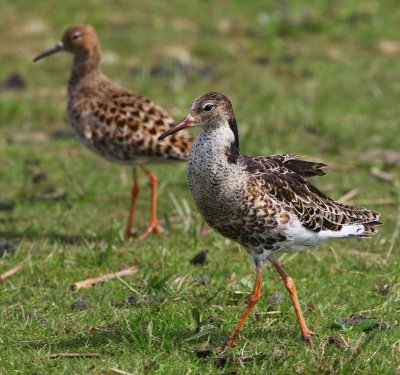 Kemphaan - Ruff
