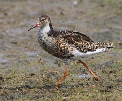 Kemphaan - Ruff