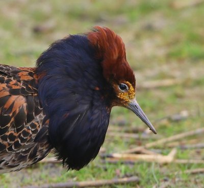 Kemphaan - Ruff