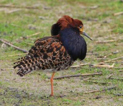 Kemphaan - Ruff
