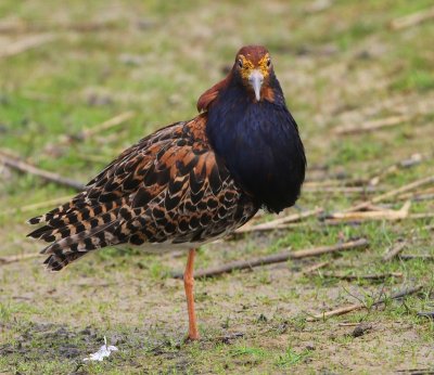 Kemphaan - Ruff