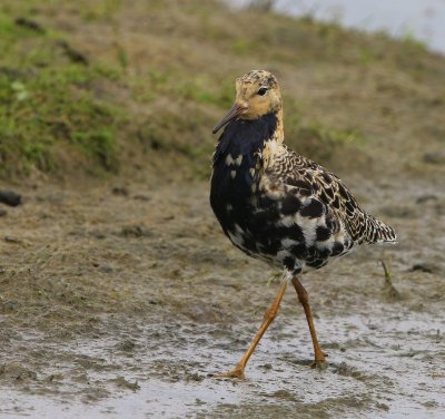 Kemphaan - Ruff