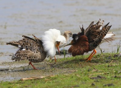 Kemphanen - Ruffs