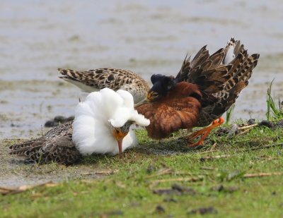 Kemphanen - Ruffs