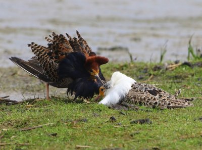Kemphanen - Ruffs