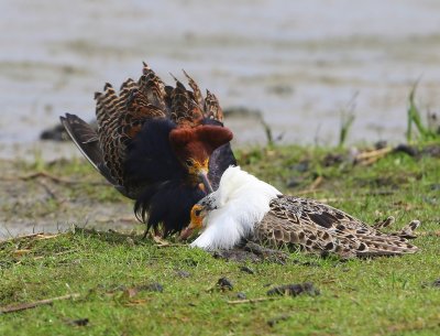 Kemphanen - Ruffs