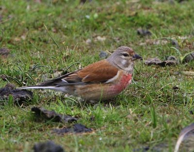 Kneu - Common Linnet