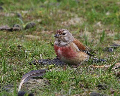 Kneu - Common Linnet