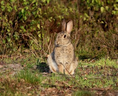 Konijn - Rabbit