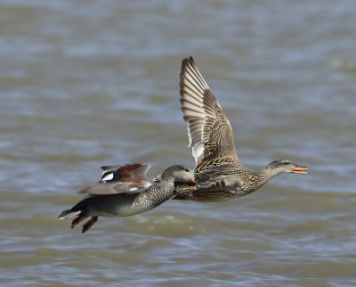 Krakeenden - Gadwalls