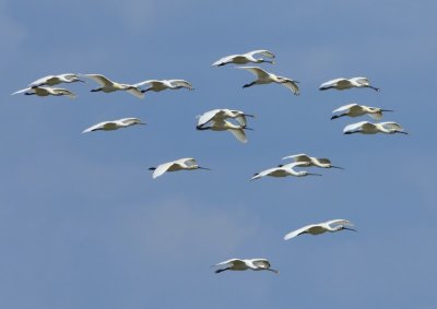 Lepelaars - Eurasian Spoonbills