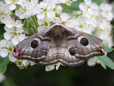 Nachtpauwoog - Emperor Moth
