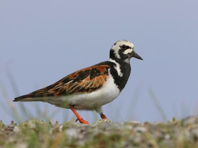 Steenloper - Ruddy Turnstone