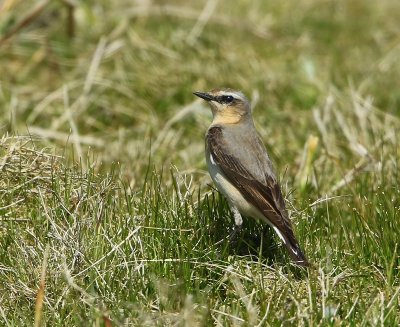 Tapuit - Northern Wheatear