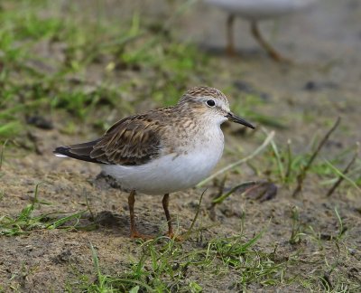 Temmincks Strandloper - Temminck's Stint