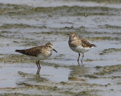 Temmincks Strandlopers - Temminck's Stints