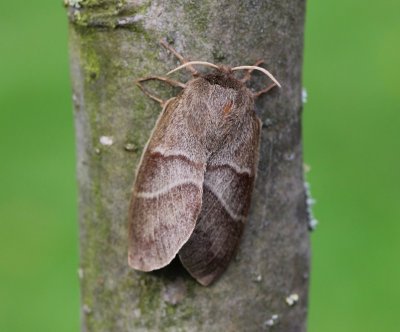 Veelvraat - Fox Moth