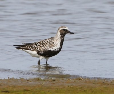 Zilverplevier - Grey Plover