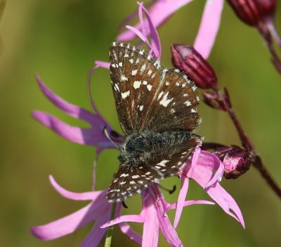Aardbeivlinder - Grizzled Skipper
