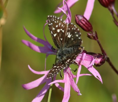 Aardbeivlinder - Grizzled Skipper