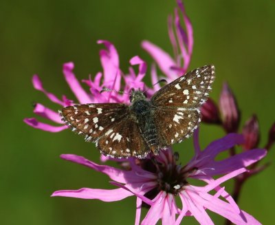 Aardbeivlinder - Grizzled Skipper