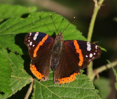 Atalanta - Red Admiral