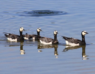 Brandganzen - Barnacle Geese