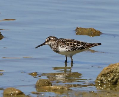 Breedbekstrandloper - Broad-billed Sandpiper