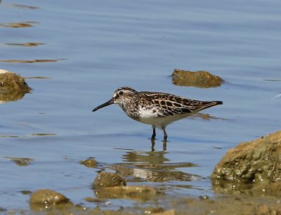 Breedbekstrandloper - Broad-billed Sandpiper