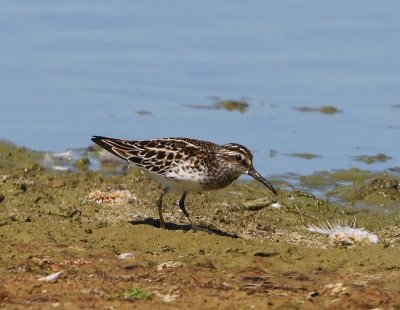 Breedbekstrandloper - Broad-billed Sandpiper