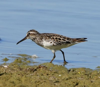 Breedbekstrandloper - Broad-billed Sandpiper