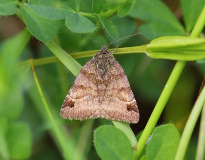 Bruine Daguil - Burnet Companion Moth