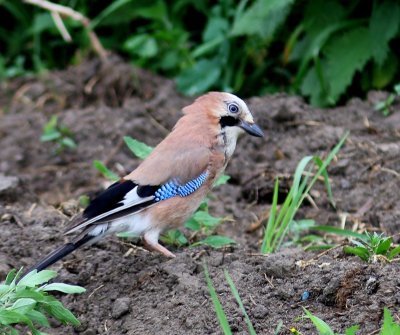 Gaai - Eurasian Jay