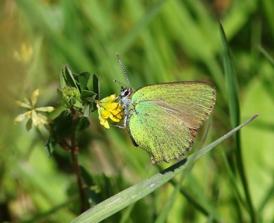Groentje - Green Hairstreak