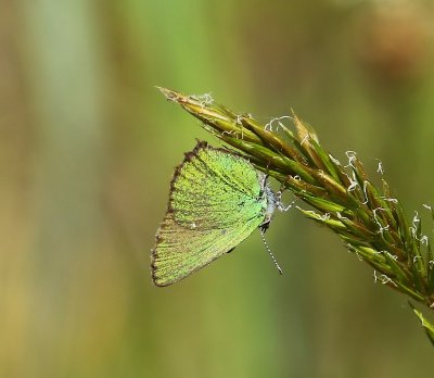 Groentje - Green Hairstreak