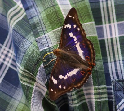 Grote Weerschijnvlinder - Purple Emperor