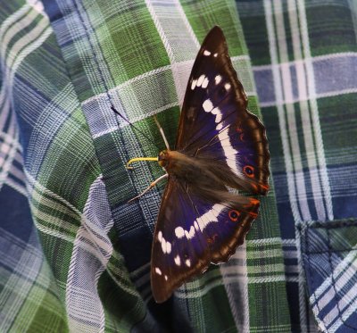 Grote Weerschijnvlinder - Purple Emperor