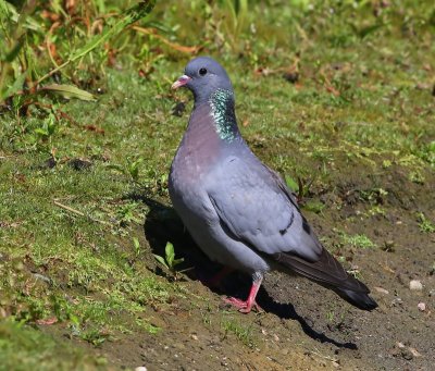 Holenduif - Stock Dove