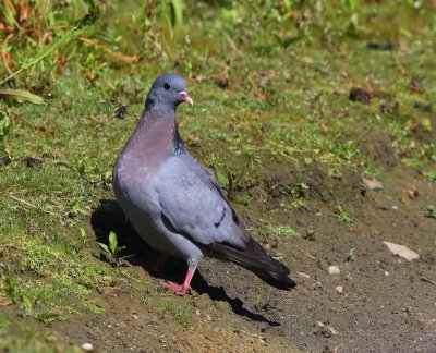 Holenduif - Stock Dove