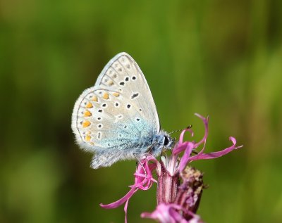 Icarusblauwtje - Common Blue